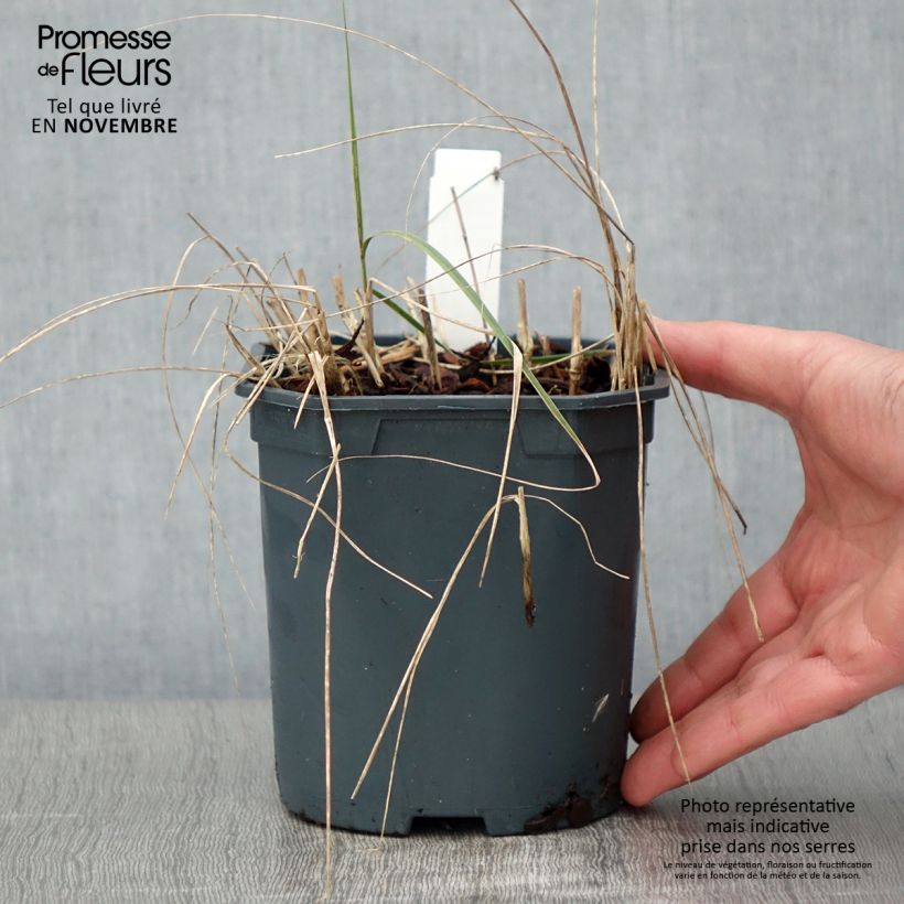 Exemplar von Stipa calamagrostis - Federgras Topf mit 2L/3L wie im Herbst geliefert