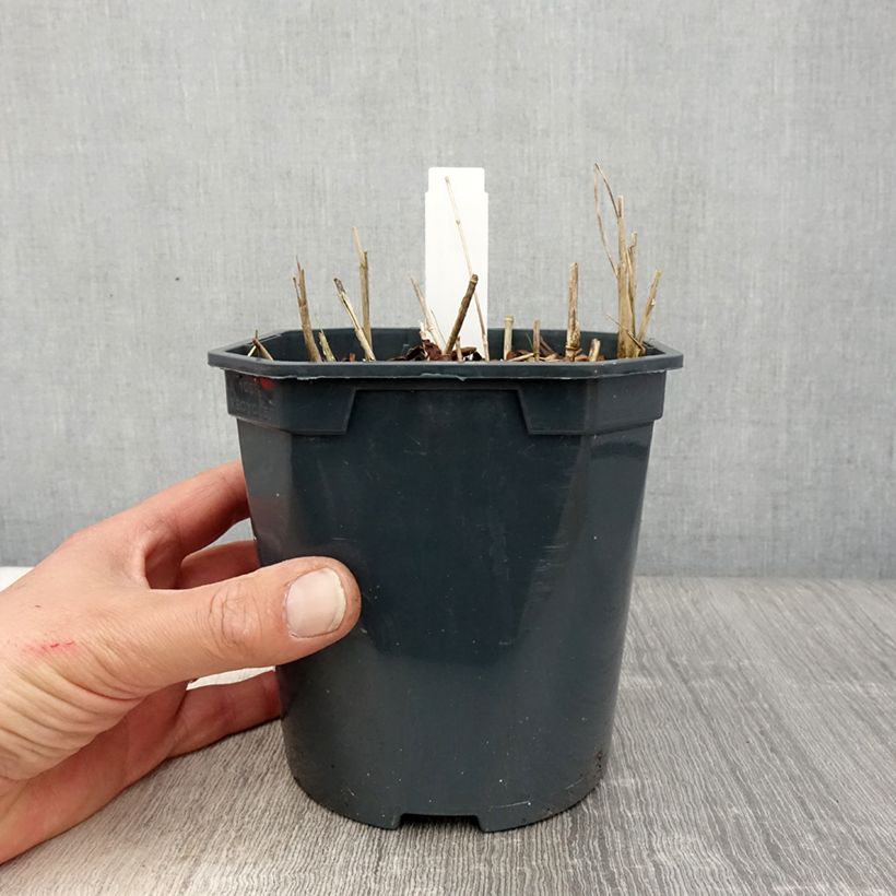 Exemplar von Stipa calamagrostis - Federgras Topf mit 2L/3L wie im Frühjahr geliefert
