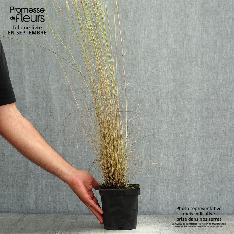 Exemplar von Stipa capillata - Federgras Topf mit 2L/3L wie im Sommer geliefert