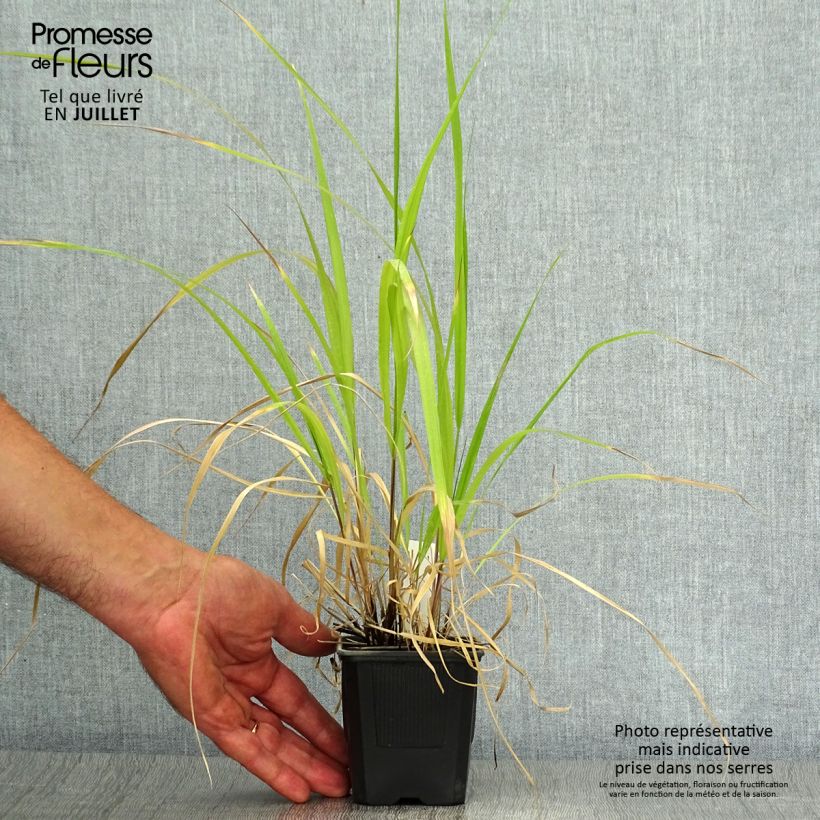 Exemplar von Stipa extremiorientalis - Federgras Kleine Töpfe von 8/9 cm wie im Sommer geliefert