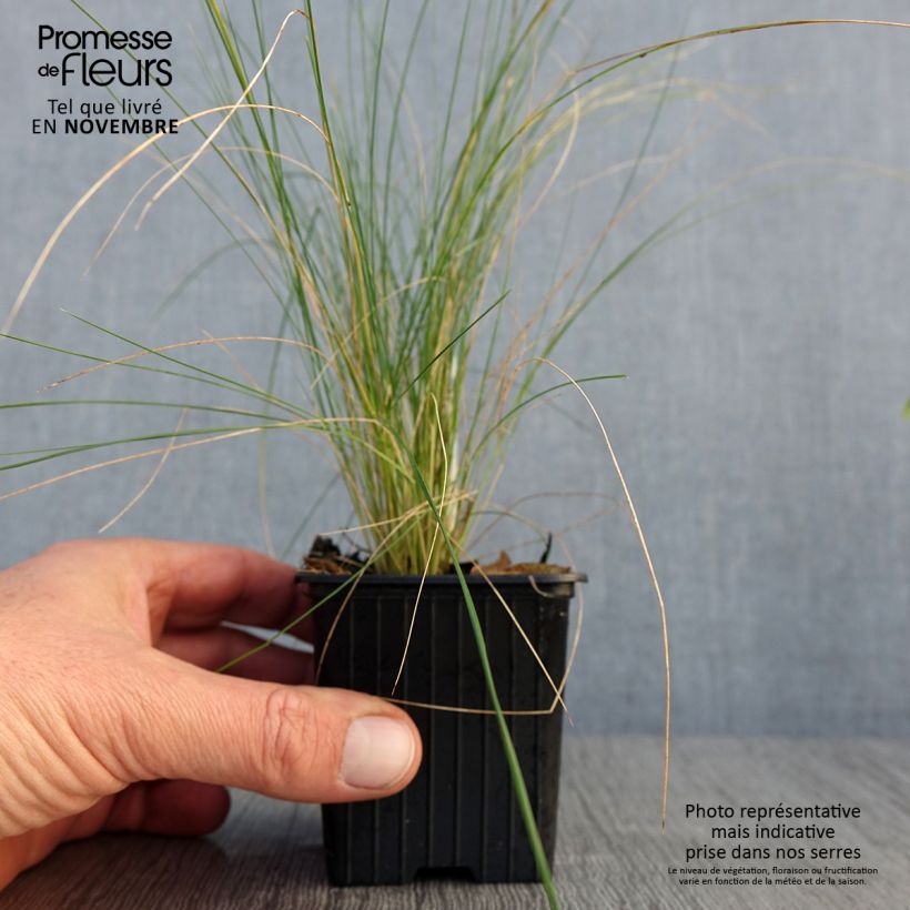 Exemplar von Stipa ichu - Federgras Kleine Töpfe von 7/8 cm wie im Herbst geliefert