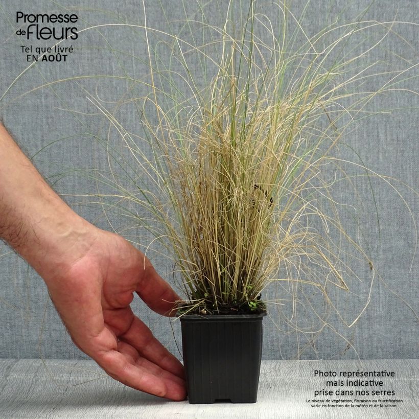 Exemplar von Stipa trichotoma Palomino - Federgras Kleine Töpfe von 8/9 cm wie im Sommer geliefert