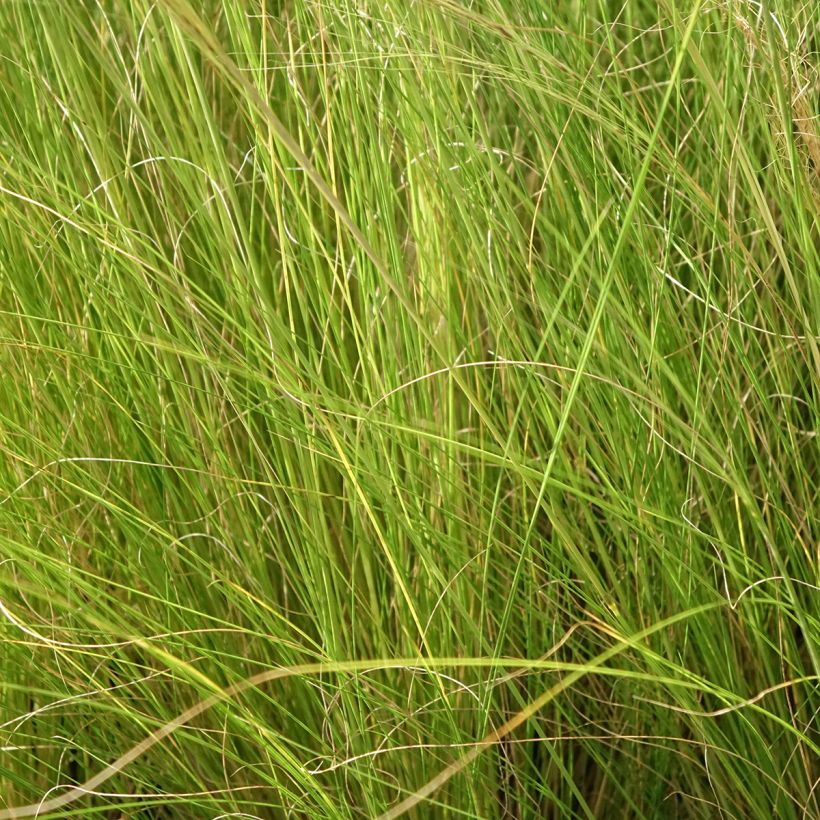 Stipa trichotoma Palomino - Federgras (Laub)