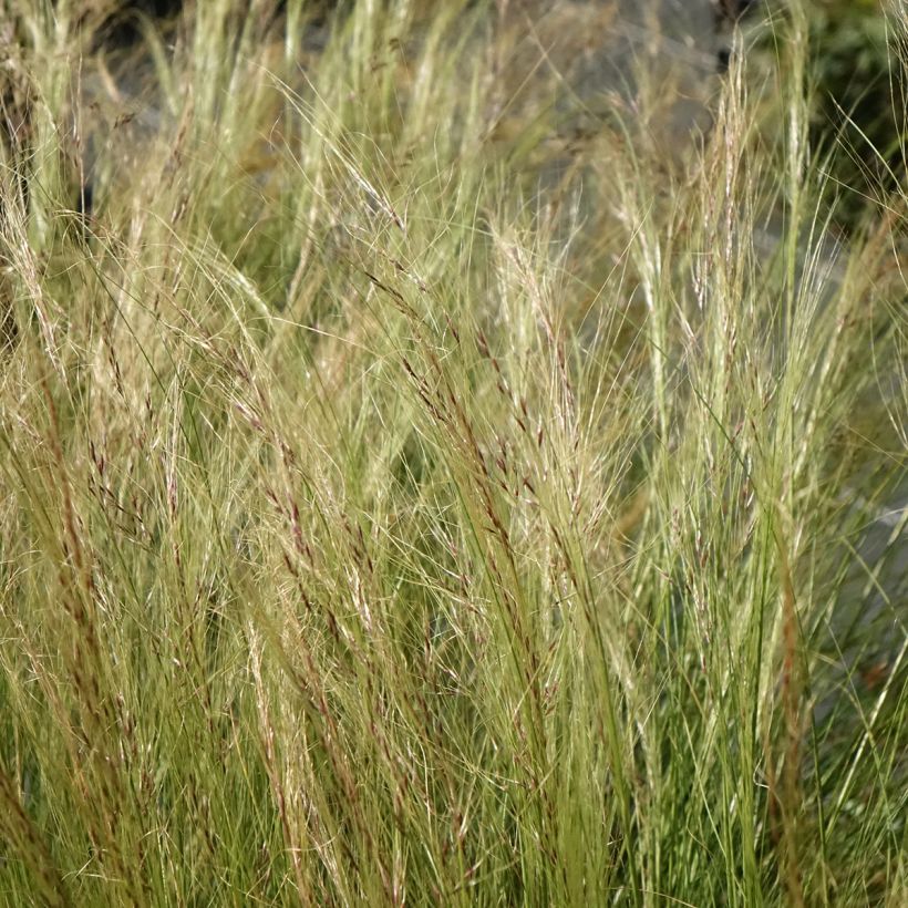Stipa trichotoma Palomino - Federgras (Blüte)