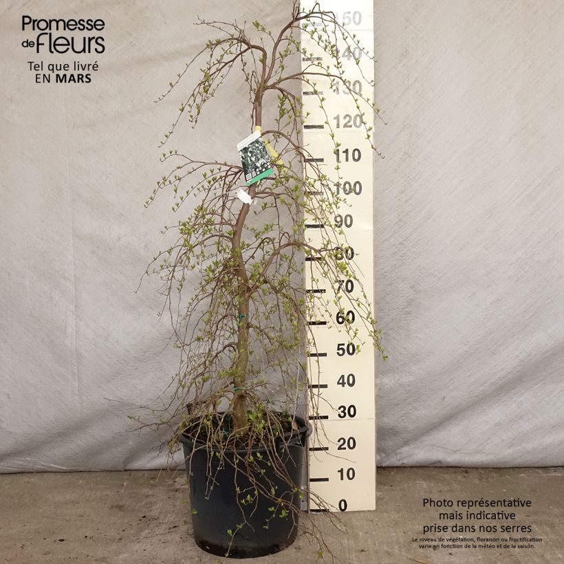 Exemplar von Japanische Storaxbaum Fragrant Fountain - Styrax japonica Topf mit 30L/35LGelieferte Höhe ca. 140cm wie im Frühjahr geliefert