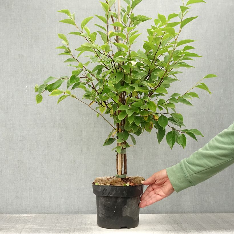 Exemplar von Japanische Storaxbaum Snowfall - Styrax japonica Topf mit 4L/5L wie im Sommer geliefert