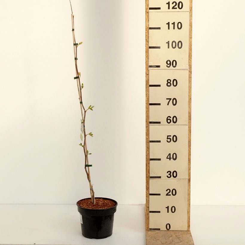 Exemplar von Rundblättriger Storaxbaum - Styrax obassia Topf mit 2L/3LGelieferte Höhe ca. 40/50cm wie im Frühjahr geliefert