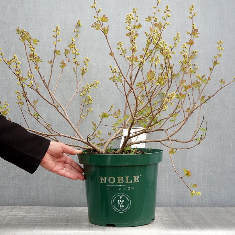 Exemplar von Rhus aromatica Gro-Low - Duftende Sumach Topf mit 7,5L/10LGelieferte Höhe ca. 40/50cm wie im Frühjahr geliefert