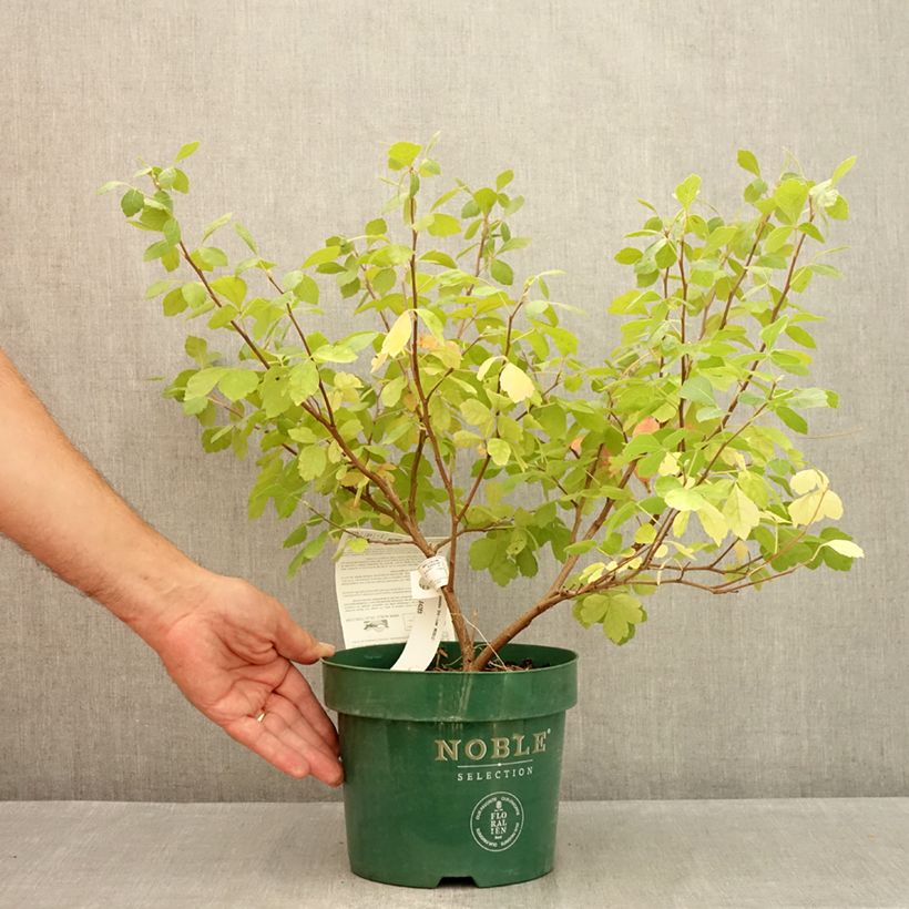 Exemplar von Rhus aromatica Gro-Low - Duftende Sumach Topf mit 3L/4L wie im Sommer geliefert