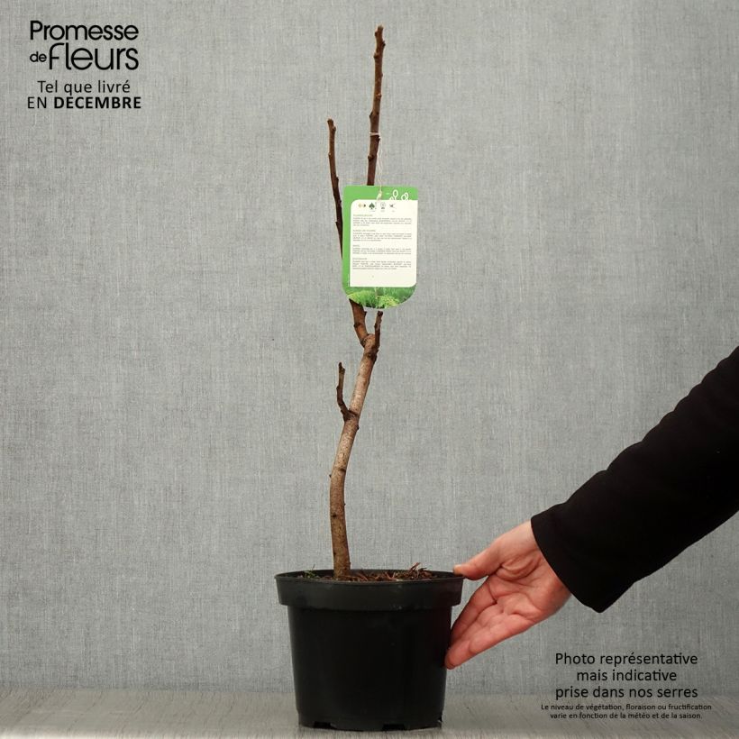 Exemplar von Rhus typhina Dissecta - Essigbaum Topf mit 3L/4L wie im Herbst geliefert