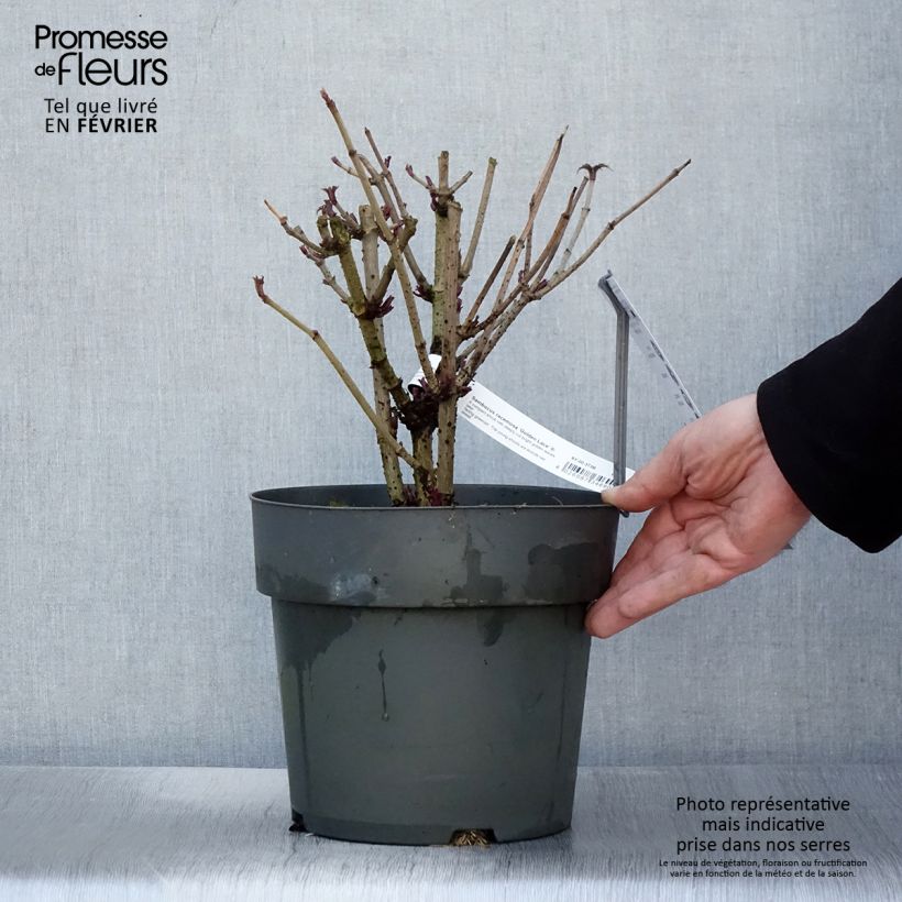 Exemplar von Trauben-Holunder Golden Lace - Sambucus racemosa Topf mit 6L/7L wie im Winter geliefert