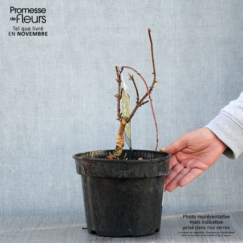 Exemplar von Trauben-Holunder Goldenlocks - Sambucus racemosa Topf mit 4L/5L wie im Herbst geliefert