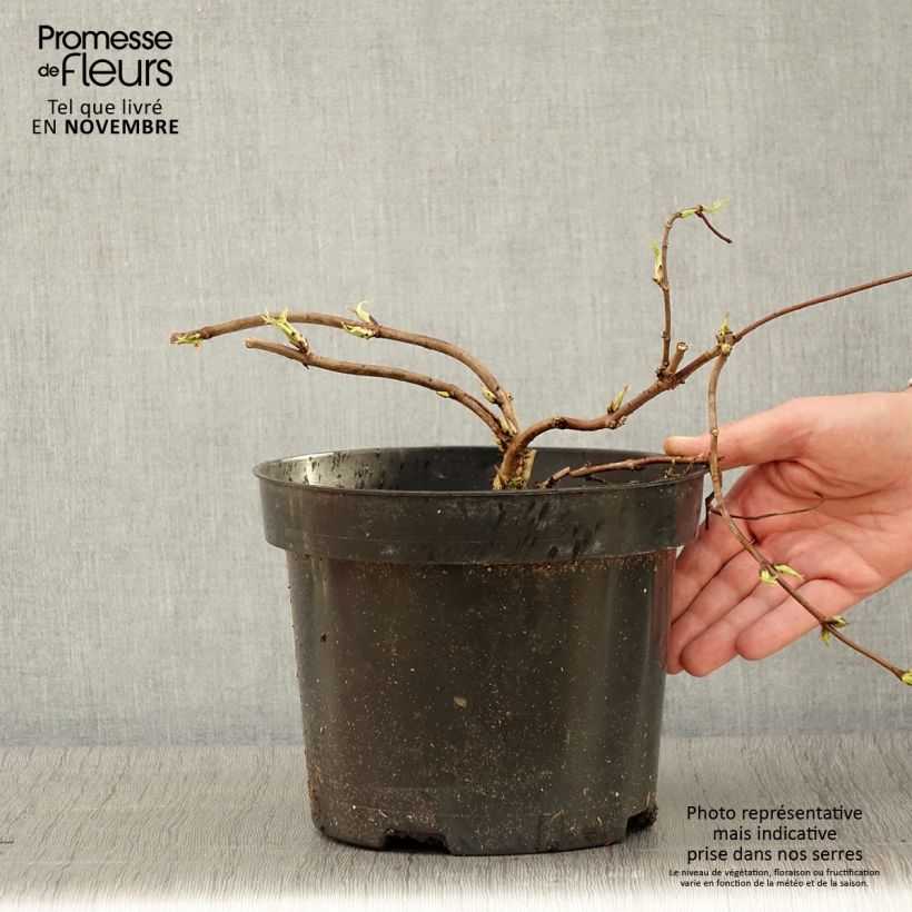 Exemplar von Trauben-Holunder Tenuifolia - Sambucus racemosa Topf mit 4L/5L wie im Herbst geliefert