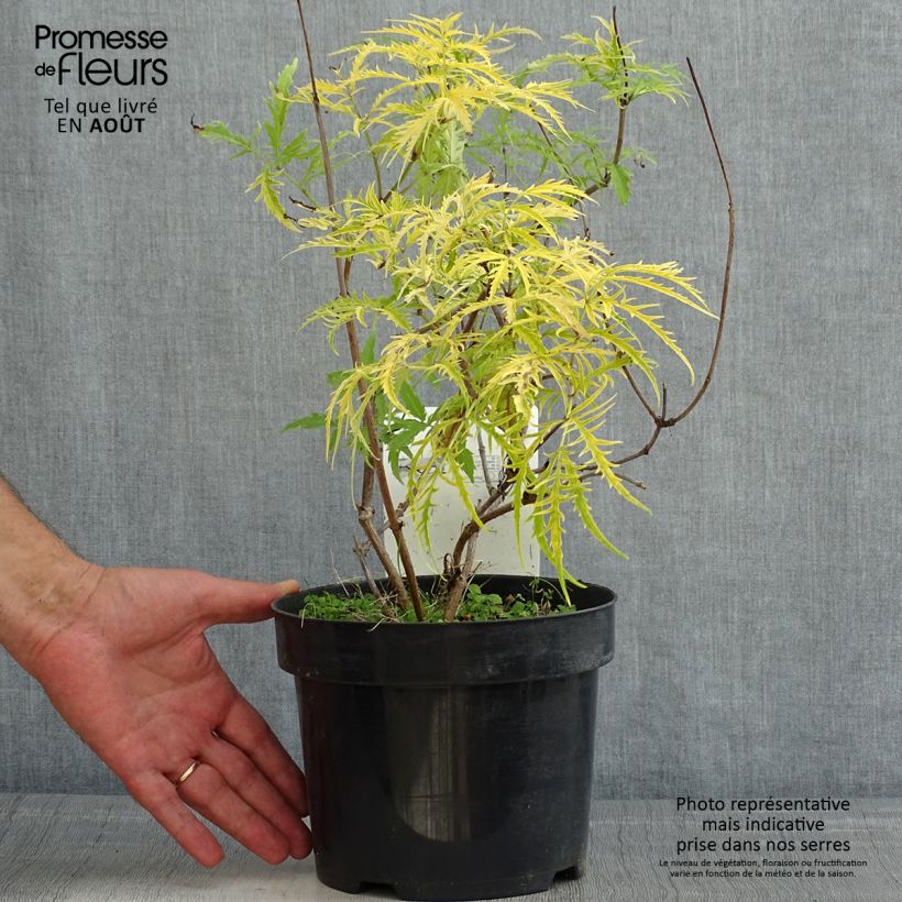 Exemplar von Trauben-Holunder Welsh Gold - Sambucus racemosa Topf mit 3L/4L wie im Sommer geliefert