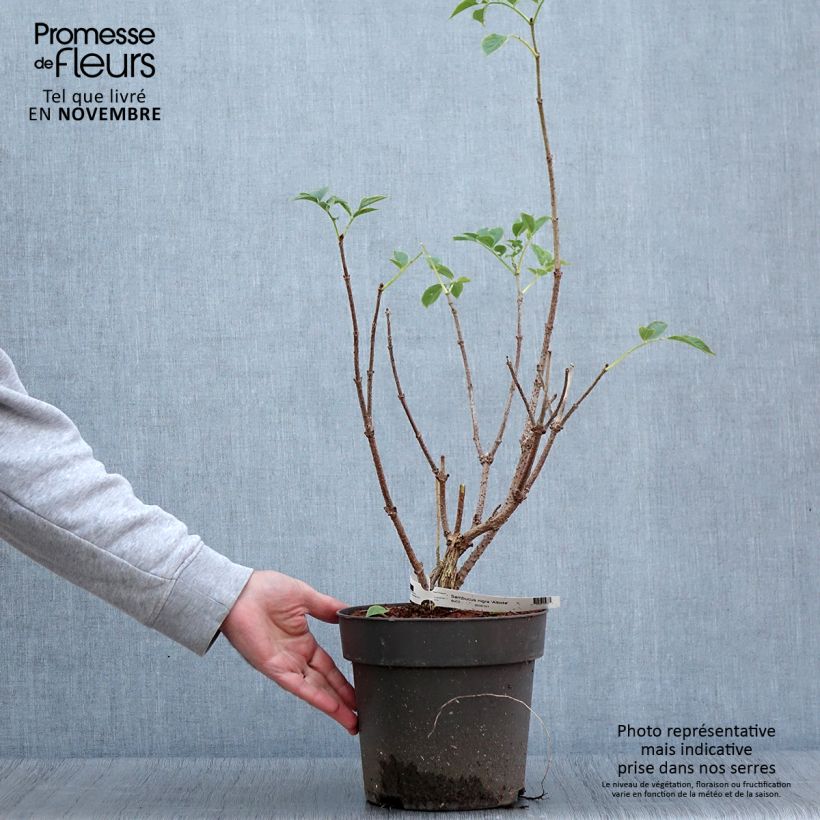 Exemplar von Schwarzer Holunder var. albida - Sambucus nigra Topf mit 4L/5L wie im Herbst geliefert