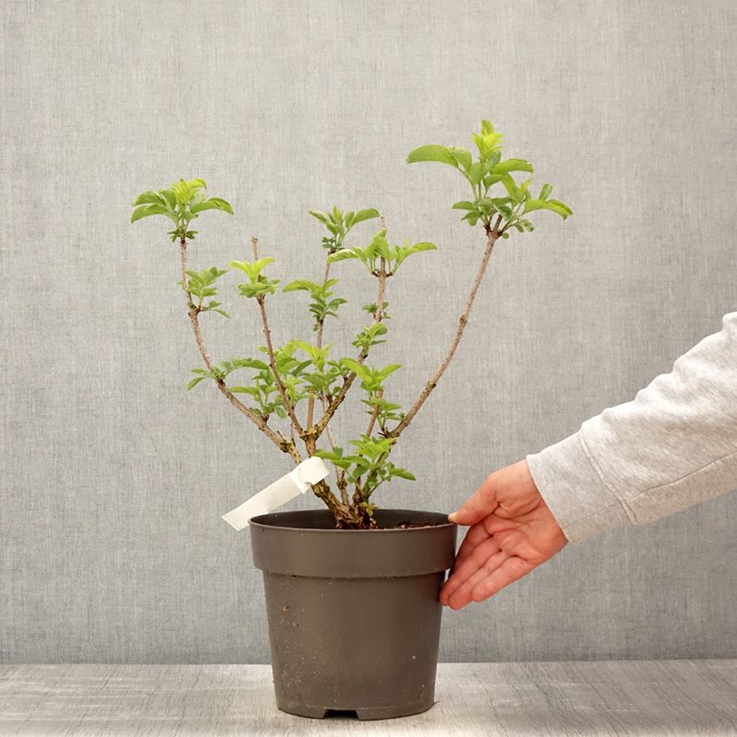 Exemplar von Schwarzer Holunder var. albida - Sambucus nigra Topf mit 4L/5L wie im Frühjahr geliefert