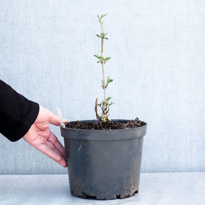 Exemplar von Schwarzer Holunder Anatole - Sambucus nigra Topf mit 4L/5L wie im Winter geliefert