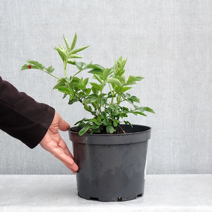 Exemplar von Schwarzer Holunder Anatole - Sambucus nigra Topf mit 4L/5LGelieferte Höhe ca. 60/80cm wie im Frühjahr geliefert