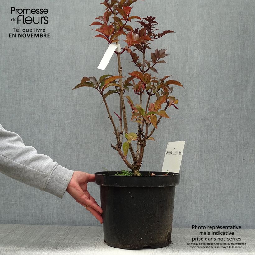 Exemplar von Schwarzer Holunder Black Tower - Sambucus nigra Topf mit 7,5L/10L wie im Herbst geliefert