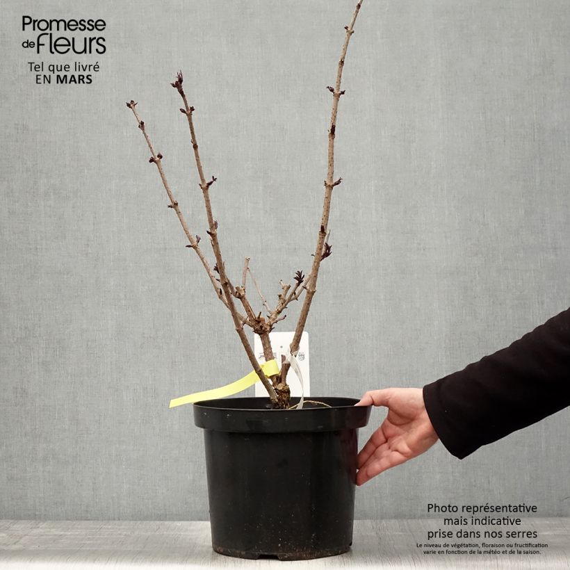 Exemplar von Schwarzer Holunder Black Tower - Sambucus nigra Topf mit 7,5L/10L wie im Frühjahr geliefert