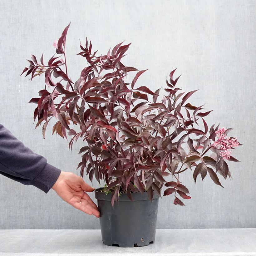 Exemplar von Schwarzer Holunder Blue Sheen - Sambucus nigra Topf mit 4L/5L wie im Frühjahr geliefert