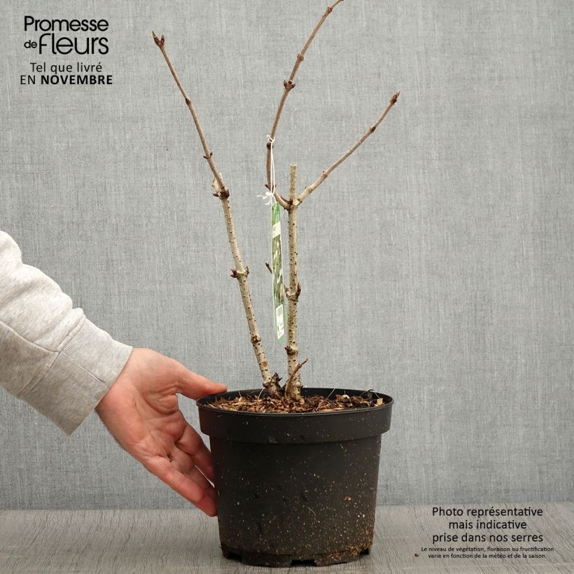 Exemplar von Schwarzer Holunder - Sambucus nigra Topf mit 2L/3L wie im Herbst geliefert