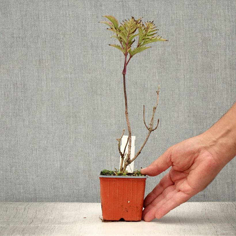 Exemplar von Schwarzer Holunder Golden Spark - Sambucus nigra Kleine Töpfe von 8/9 cm wie im Sommer geliefert