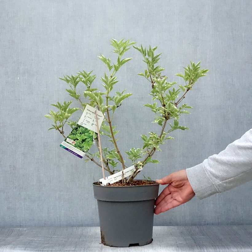 Exemplar von Schwarzer Holunder Golden Spark - Sambucus nigra Topf mit 3L/4L wie im Sommer geliefert