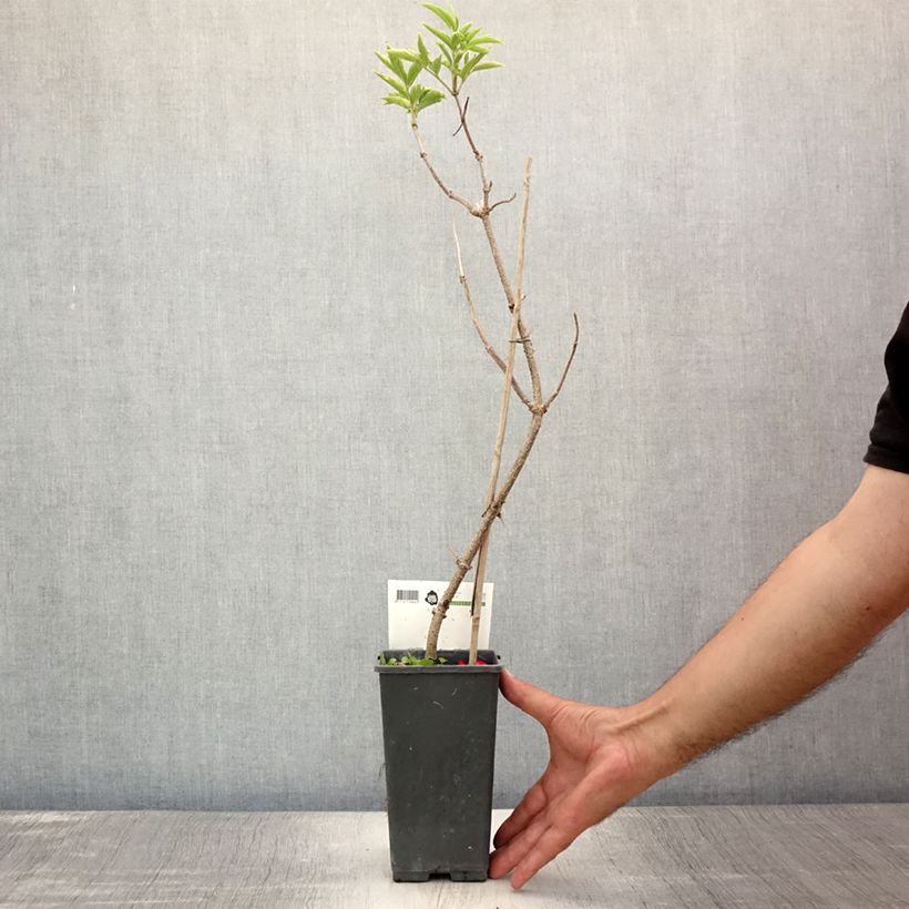 Exemplar von Schwarzer Holunder Haschberg - Sambucus nigra Topf mit 1,5L/2L, Strauch wie im Sommer geliefert