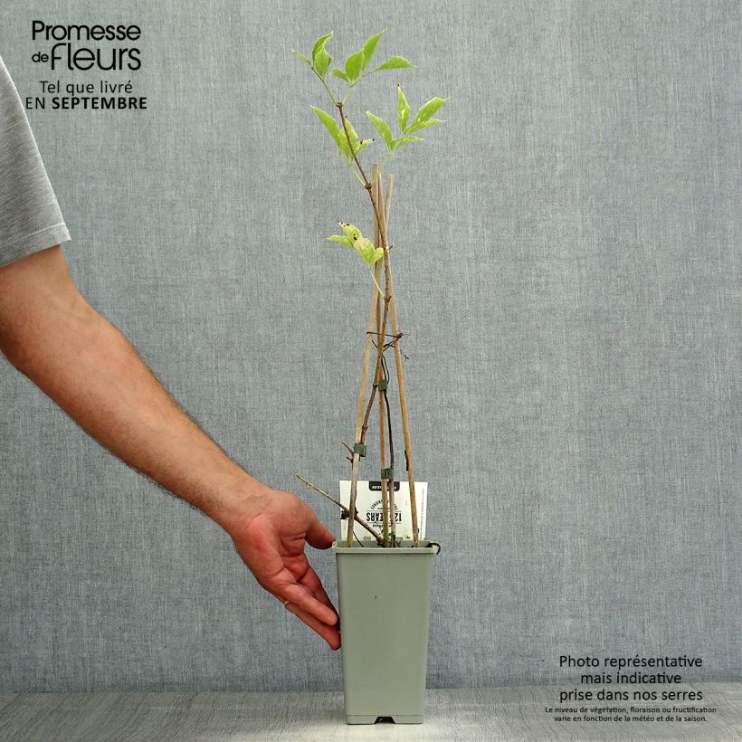 Exemplar von Schwarzer Holunder Korsor - Sambucus nigra Topf mit 1,5L/2L, Strauch wie im Sommer geliefert
