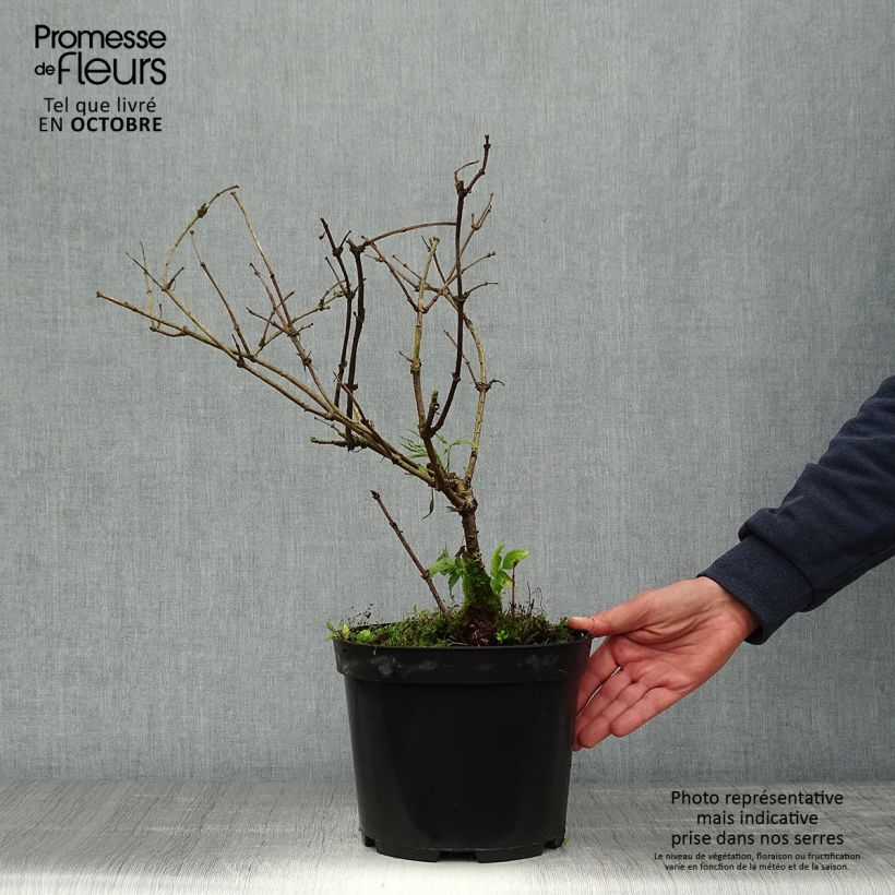 Exemplar von Schwarzer Holunder Linearis - Sambucus nigra Topf mit 3L/4L wie im Herbst geliefert