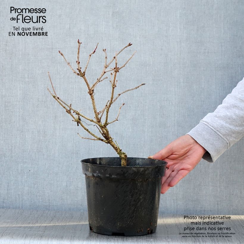 Exemplar von Schwarzer Holunder Marion Bull - Sambucus nigra Topf mit 4L/5L wie im Herbst geliefert