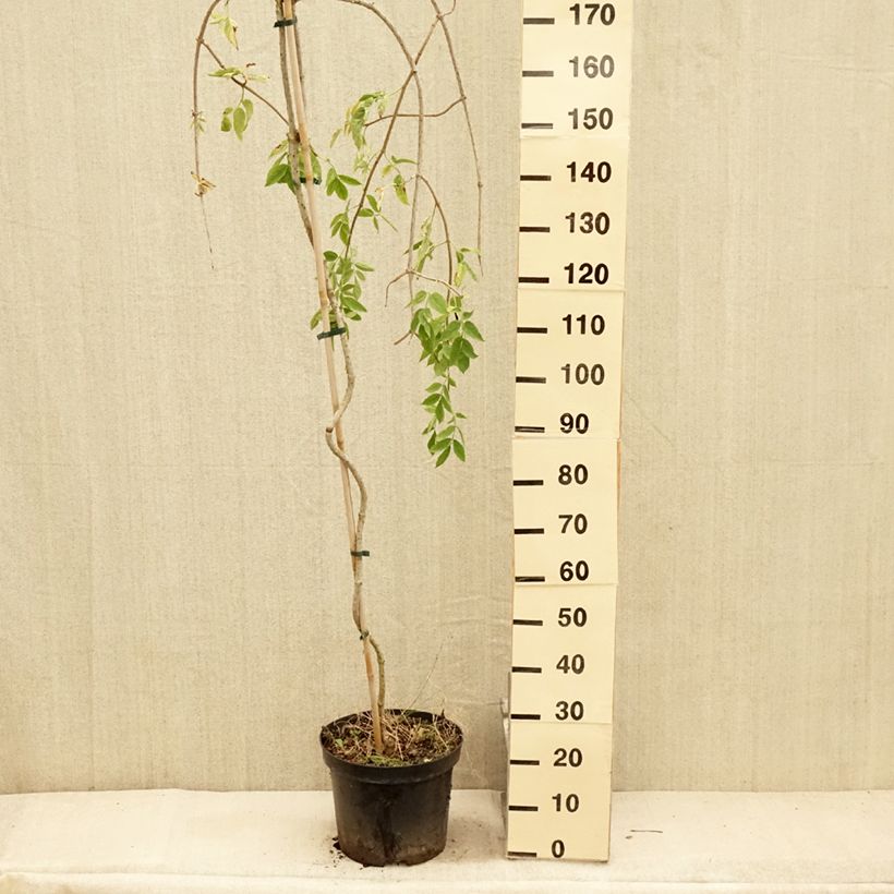 Exemplar von Schwarzer Holunder Pendula - Sambucus nigra Topf mit 12L/15LGelieferte Höhe ca. 200cm wie im Sommer geliefert