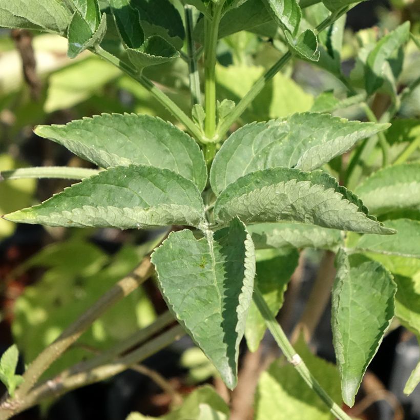 Sambucus nigra - Schwarzer Holunder (Laub)