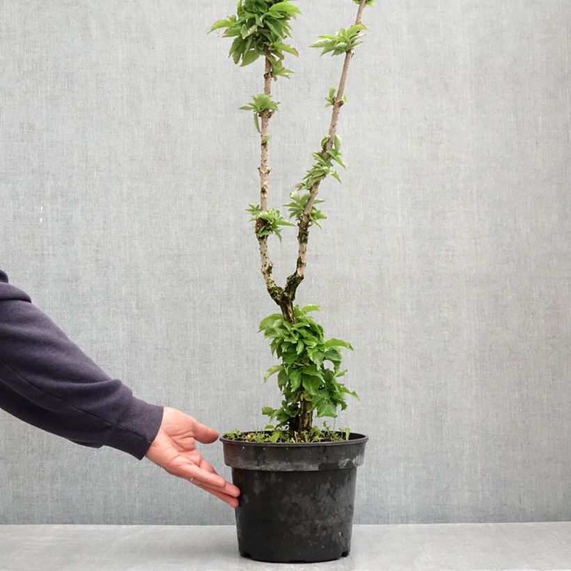 Exemplar von Schwarzer Holunder Pyramidalis - Sambucus nigra Topf mit 4L/5L wie im Frühjahr geliefert