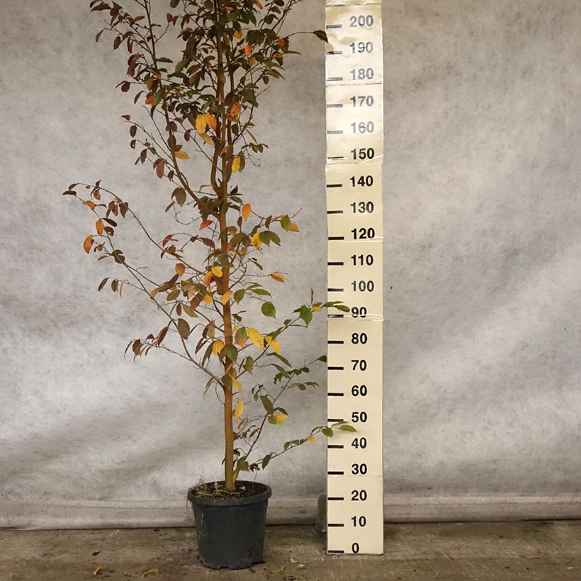 Exemplar von Strauch-Eisenholzbaum Autunno Rosso - Sycoparrotia semidecidua Topf mit 12L/15L wie im Herbst geliefert