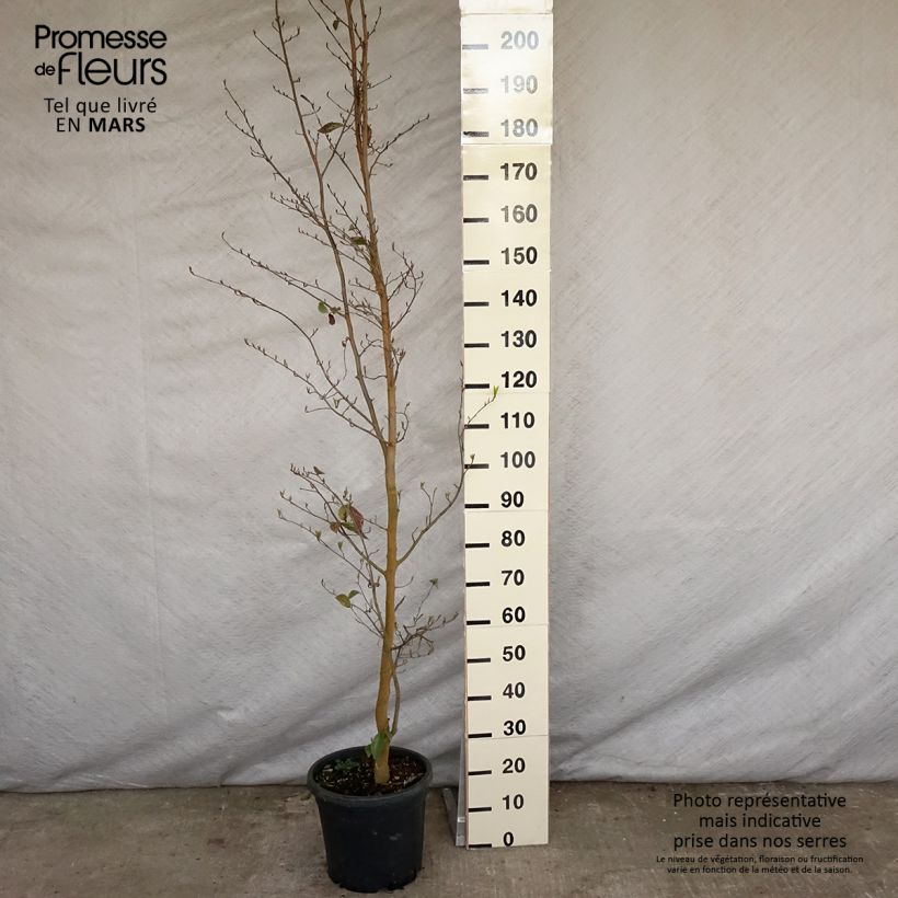 Exemplar von Strauch-Eisenholzbaum Autunno Rosso - Sycoparrotia semidecidua Topf mit 12L/15LGelieferte Höhe ca. 180/200cm wie im Frühjahr geliefert