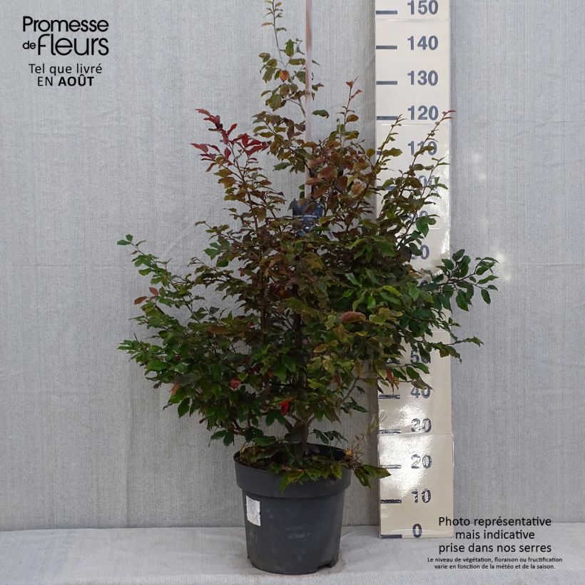 Exemplar von Strauch-Eisenholzbaum Purple Haze - Sycoparrotia semidecidua Topf mit 12L/15LGelieferte Höhe ca. 100/125cm wie im Sommer geliefert