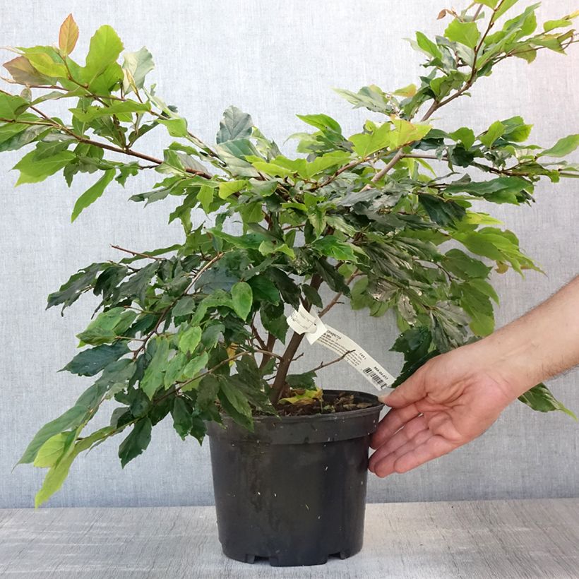 Exemplar von Strauch-Eisenholzbaum Purple Haze - Sycoparrotia semidecidua Topf mit 4L/5L wie im Sommer geliefert