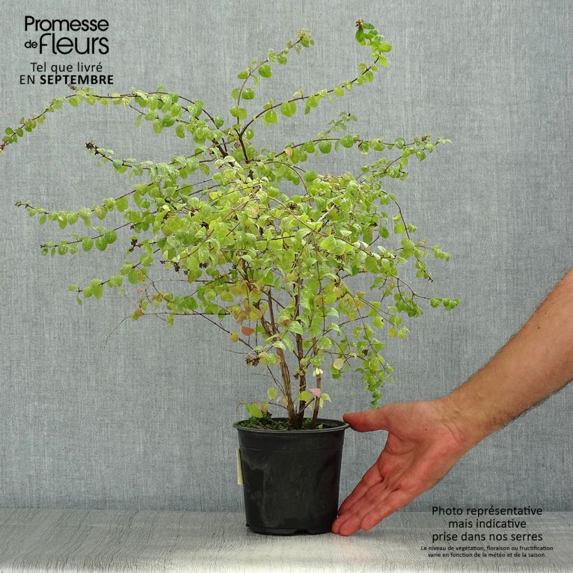 Exemplar von Schneebeere Hancock - Symphoricarpos chenaultii Topf mit 1L/1,5L wie im Sommer geliefert
