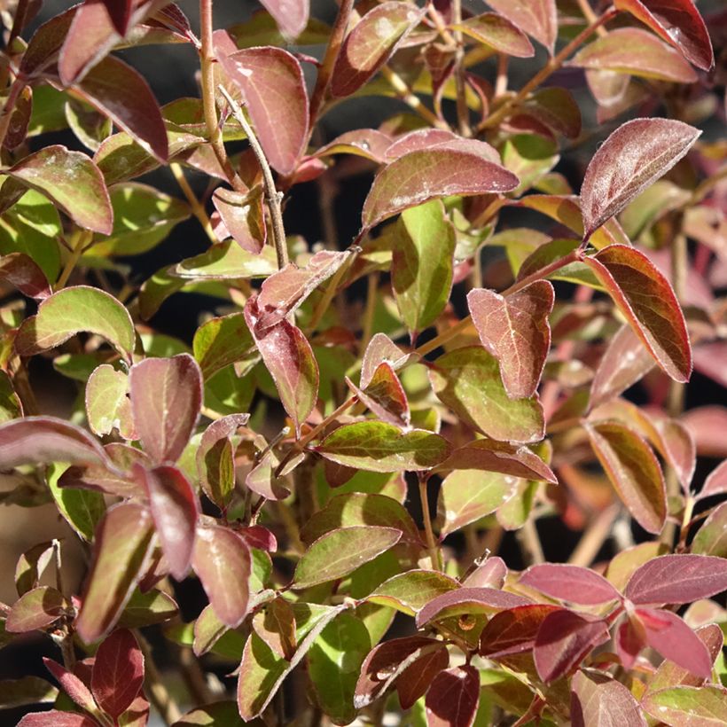 Amethystbeere Magical Berry Christmas - Symphoricarpos (Laub)