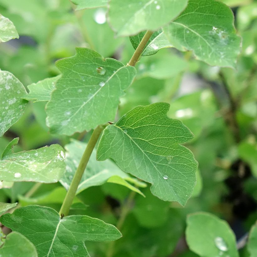 Korallenbeere Symphony Rave - Symphoricarpos orbiculatus (Laub)