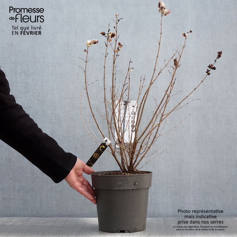 Exemplar von Korallenbeere Symphony Rave - Symphoricarpos orbiculatus Topf mit 4L/5L wie im Winter geliefert