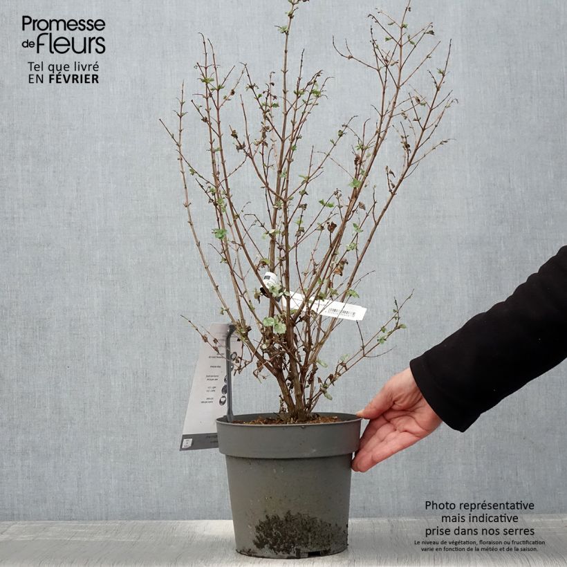 Exemplar von Korallenbeere Symphony Rock - Symphoricarpos orbiculatus Topf mit 4L/5L wie im Winter geliefert