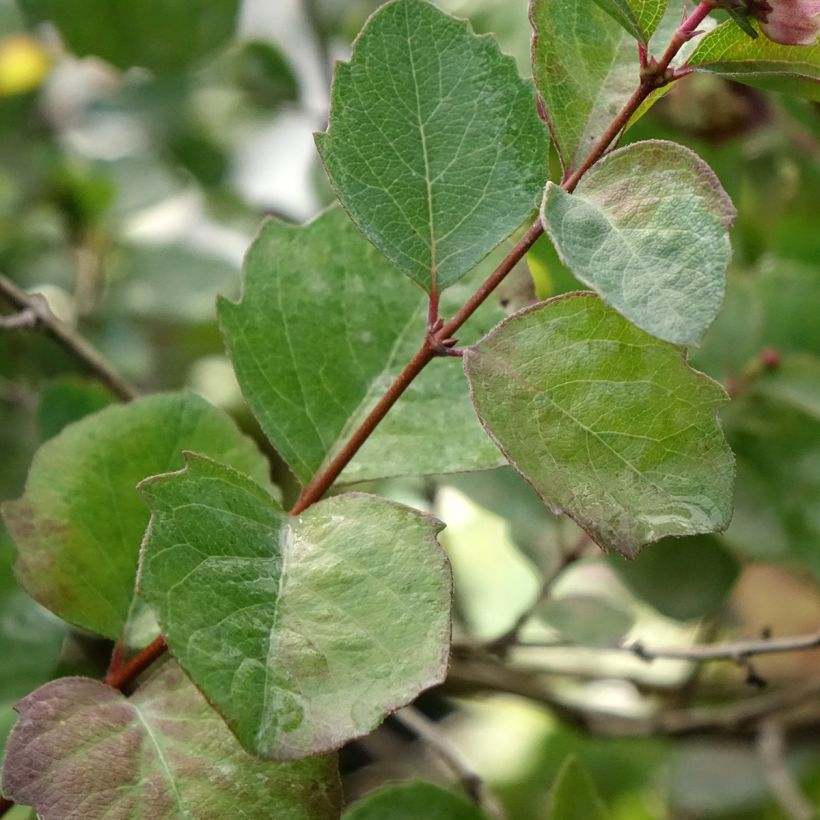 Korallenbeere Symphony Rumble - Symphoricarpos orbiculatus (Laub)