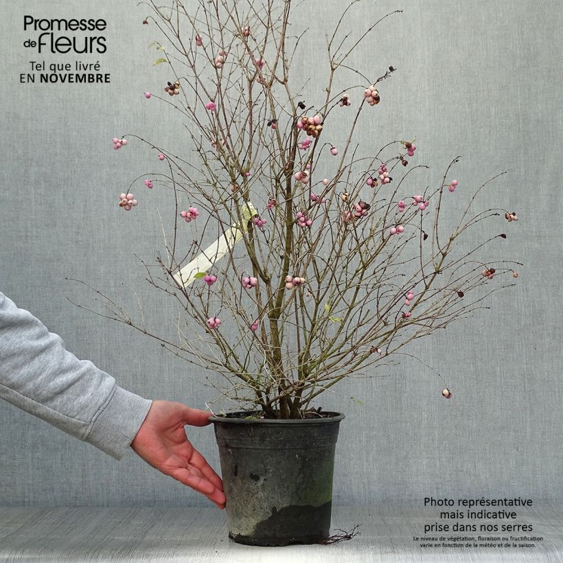 Exemplar von Amethystbeere Magical Sweet - Symphoricarpos doorenbosii Topf mit 4L/5L wie im Herbst geliefert