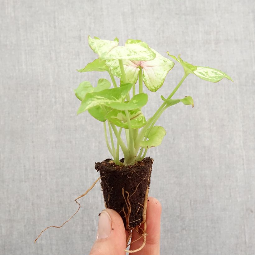 Exemplar von Syngonium Golden Allusion - Mini-motte Ø 3/4 cm wie im Frühjahr geliefert