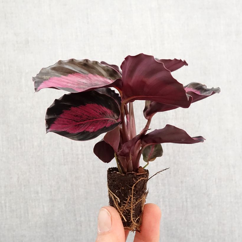 Exemplar von Purpurtute - Syngonium Pink Splash Mini-plante wie im Frühjahr geliefert