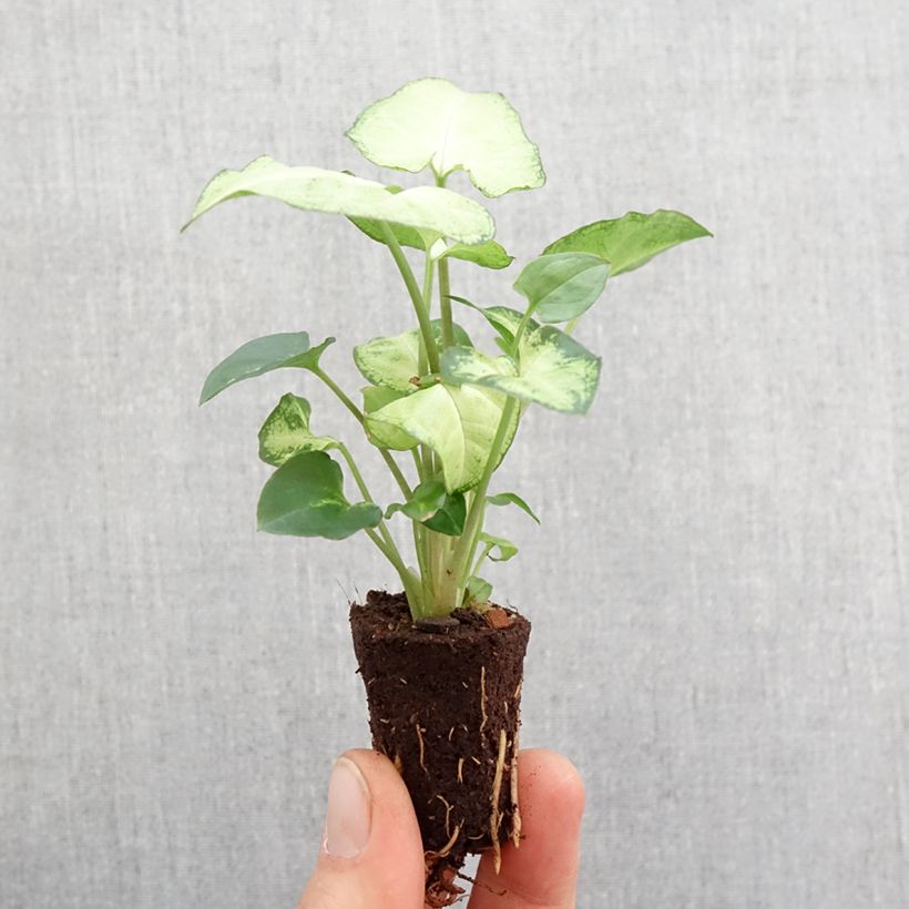 Exemplar von Syngonium Snow White - Patte d'oie Mini-motte Ø 3/4 cm wie im Frühjahr geliefert