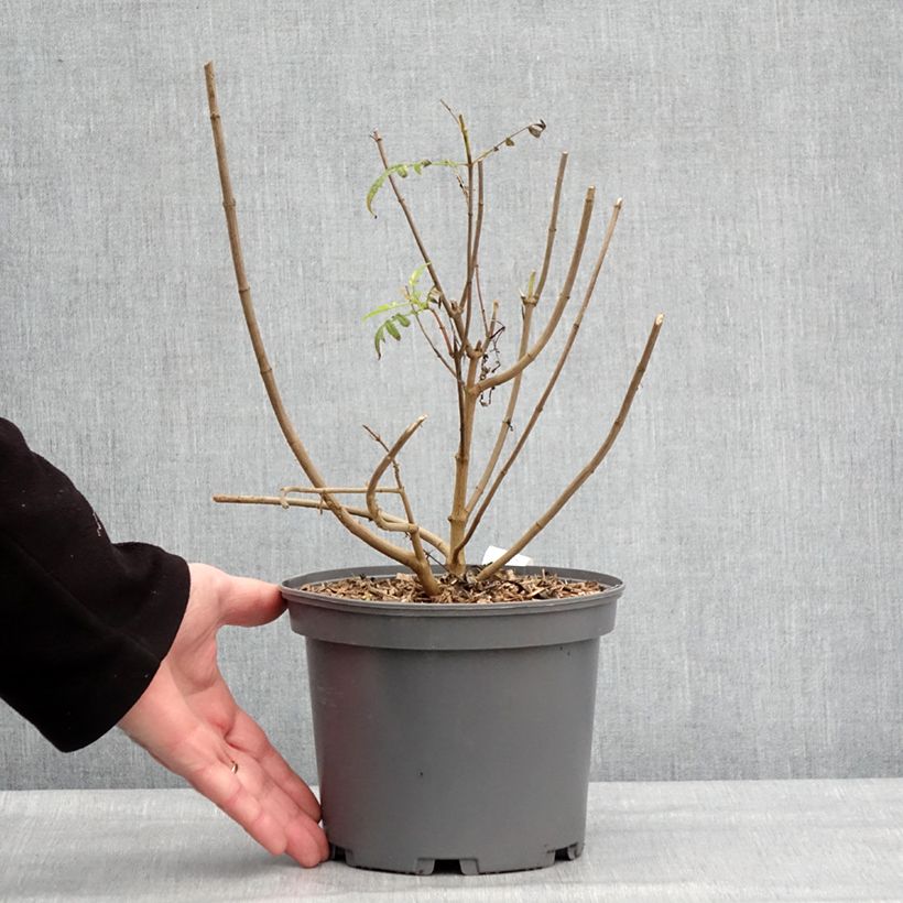 Exemplar von Aufrechte Studentenblume lemmonii (Samen) - Tagetes Topf mit 3L/4L wie im Winter geliefert